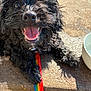 dog, black_dog, curly_hair, panting, tongue_out, rainbow_leash, outdoor, sunlight, concrete, happy, pet, animal, close_up, smiling, playful, collar, water_bowl, paw, fur, canine