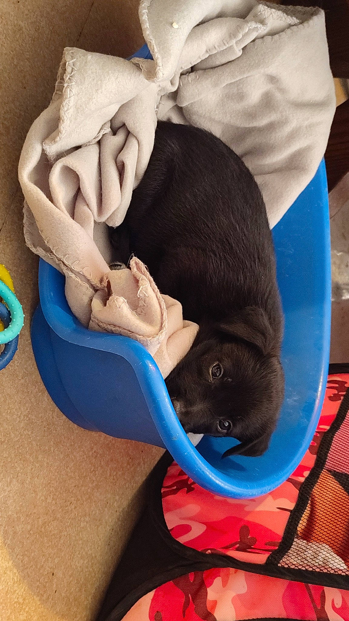 Aslan a rejoint le concours — aidez-le/la à gagner de superbes lots ! carnivore, cat_supply, collar, comfort, companion_dog, dog, dog_bed, dog_breed, dog_supply, electric_blue, fashion_accessory, fawn, felidae, linens, pet_supply, small_to_medium_sized_cats, tail, vertebrate, whiskers, working_animal