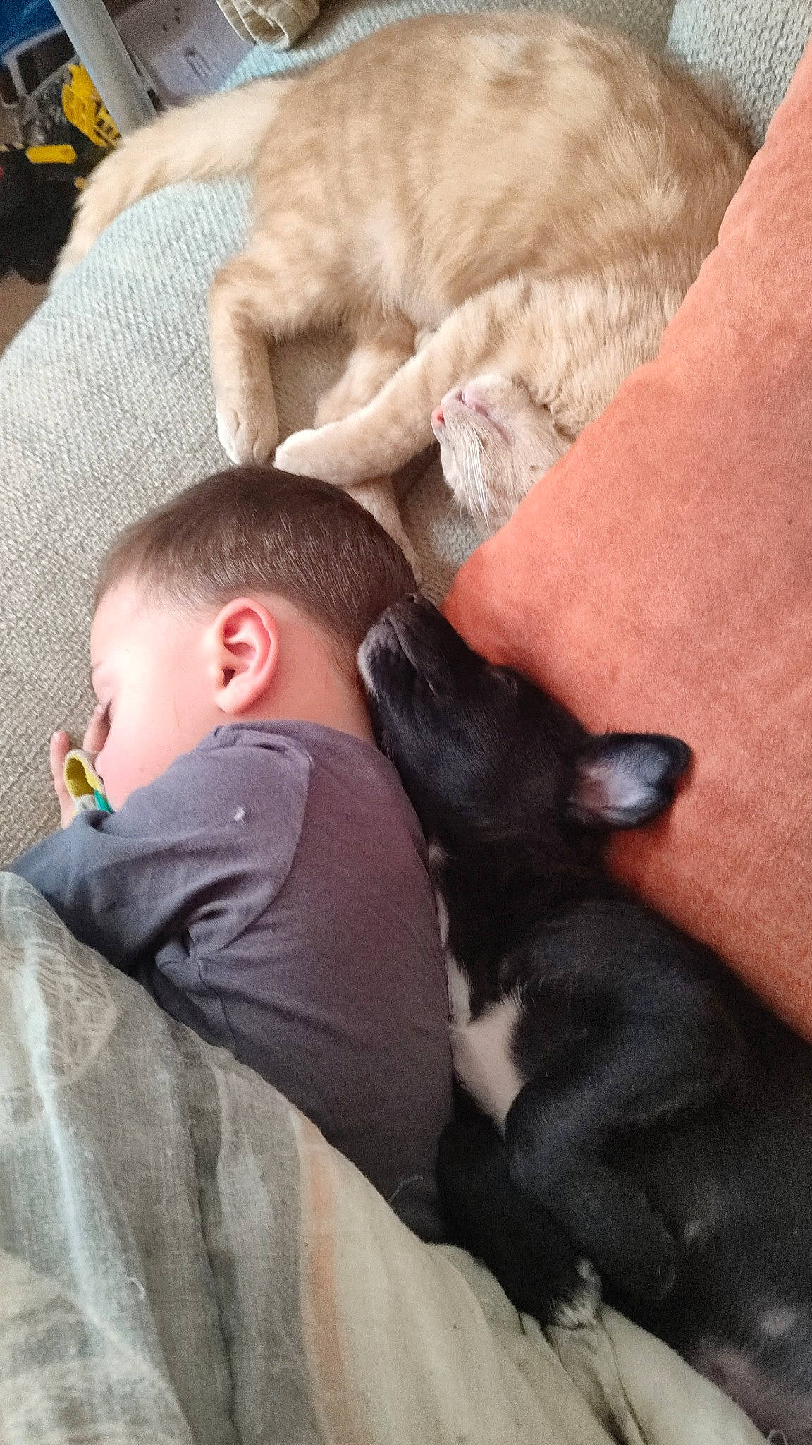 Aslan participe au concours pour gagner de l'argent avec cette photo : canidae, carnivore, comfort, companion_dog, dog, dog_breed, ear, fawn, felidae, fur, gesture, human_leg, lap, leg, mammal, nap, sitting, skin, sporting_group, vertebrate