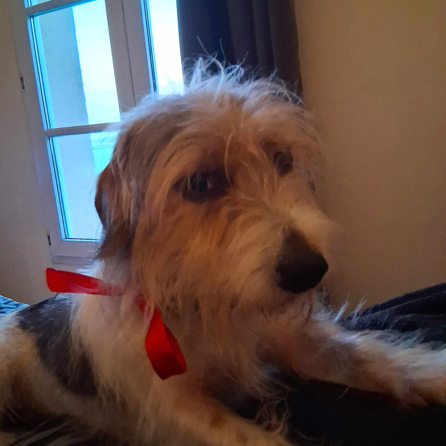 Sam participe au concours pour gagner de l'argent avec cette photo : animal, black, brown, canine, companion, curtain, cute, dog, domestic, fur, furniture, home, indoor, laying, pet, portrait, relaxed, ribbon, white, window