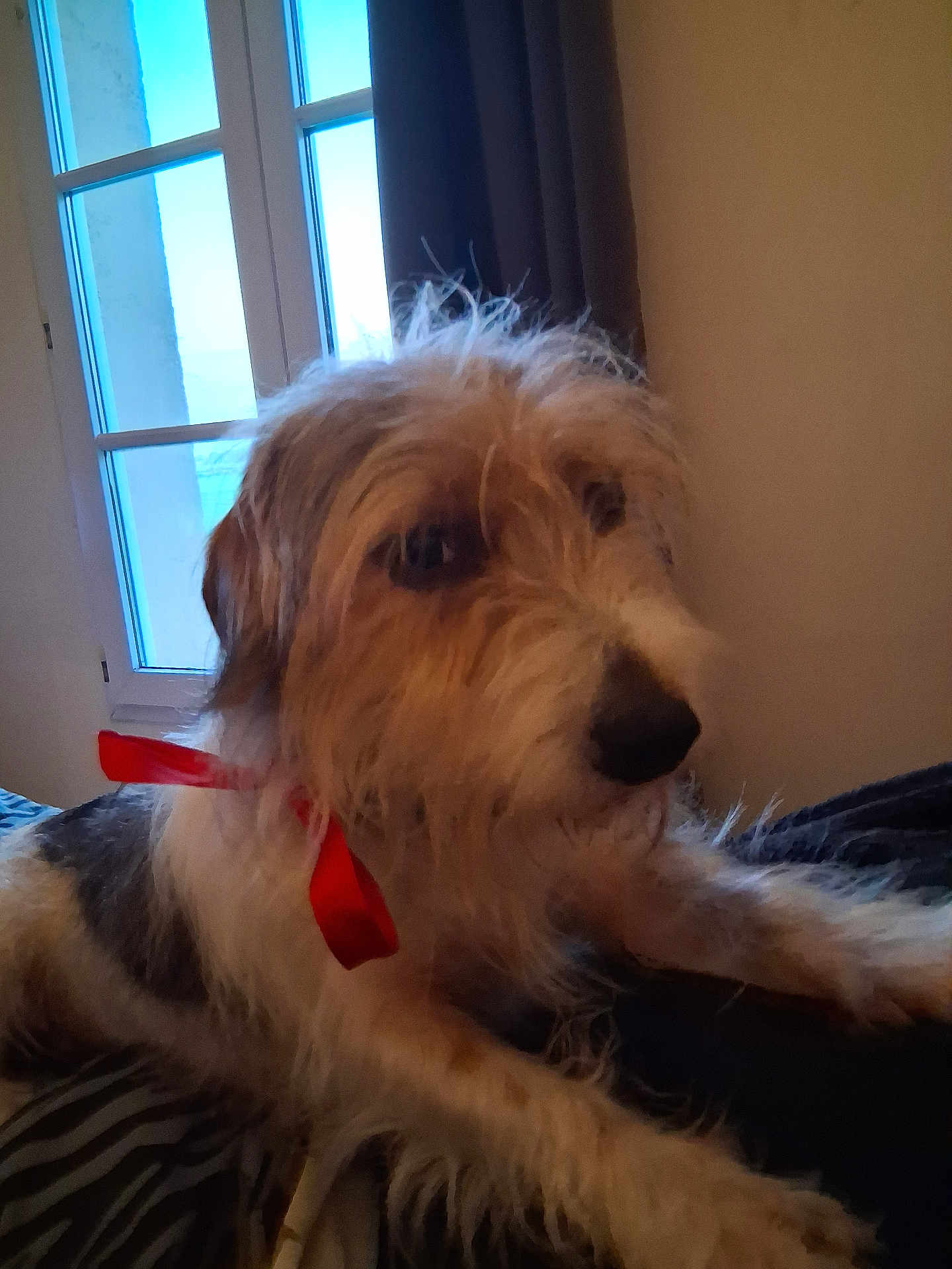 Sam participe au concours pour gagner de l'argent avec cette photo : dog, pet, indoor, window, ribbon, fur, animal, canine, portrait, relaxed, laying, brown, white, black, curtain, home, furniture, domestic, cute, companion