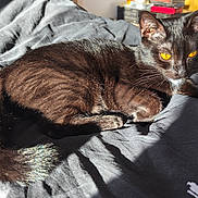 Agatha participe au concours pour gagner de l'argent avec cette photo : animal, bed, black_cat, blanket, cat, cozy, cute, domestic_animal, ears, eyes, feline, fur, indoor, pet, relaxed, resting, sleepy, sunlight, tail, whiskers