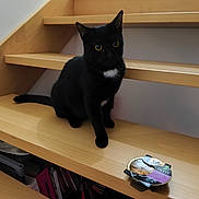 Agatha a rejoint le concours — aidez-le/la à gagner de superbes lots ! black_cat, cat, pet, wooden_stairs, indoor, can, cat_food, stairs, feline, animal, curious, yellow_eyes, domestic_cat, looking, sitting, wood, household, food, container, closeup