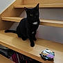 black_cat, cat, pet, wooden_stairs, indoor, can, cat_food, stairs, feline, animal, curious, yellow_eyes, domestic_cat, looking, sitting, wood, household, food, container, closeup