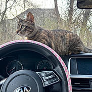 Pocket is registered to the contest to win money with this photo: animal, car, cat, cute, dashboard, feline, forest, kia, nature, outdoors, pet, profile, sitting, steering_wheel, striped_fur, tabby, trees, vehicle, whiskers, windshield