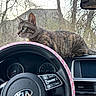 cat, tabby, feline, pet, animal, dashboard, car, vehicle, steering_wheel, kia, windshield, outdoors, trees, forest, nature, sitting, profile, whiskers, striped_fur, cute