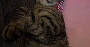Pocket joined the competition — help win amazing prizes! animal, cat, closeup, couch, cozy, ears, feline, funny_expression, indoors, nap, pet, pillow, pink, portrait, relaxed, sitting, sleeping, striped_fur, tabby, whiskers