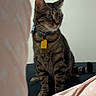 Pocket joined the competition — help win amazing prizes! bed, bedding, bedroom, blanket, cat, collar, curtain, domestic_animal, ears, green_eyes, indoor, pet, portrait, sitting, sleeping_area, striped_fur, tabby_cat, tag, tail, whiskers