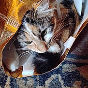 Bandit is registered to the contest to win money with this photo: cat, calico, tote_bag, whiskers, green_eyes, fur, paw, close_up, indoor, carpet, cozy, pet, domestic_cat, striped, fabric, curled, resting, home, patterned_rug, soft_texture