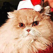 Lila a rejoint le concours — aidez-le/la à gagner de superbes lots ! cat, fluffy, santa_hat, red_sweater, closeup, pet, holiday, christmas, cute, feline, whiskers, orange_eyes, fur, portrait, indoors, costume, festive, adorable, animal, mammal