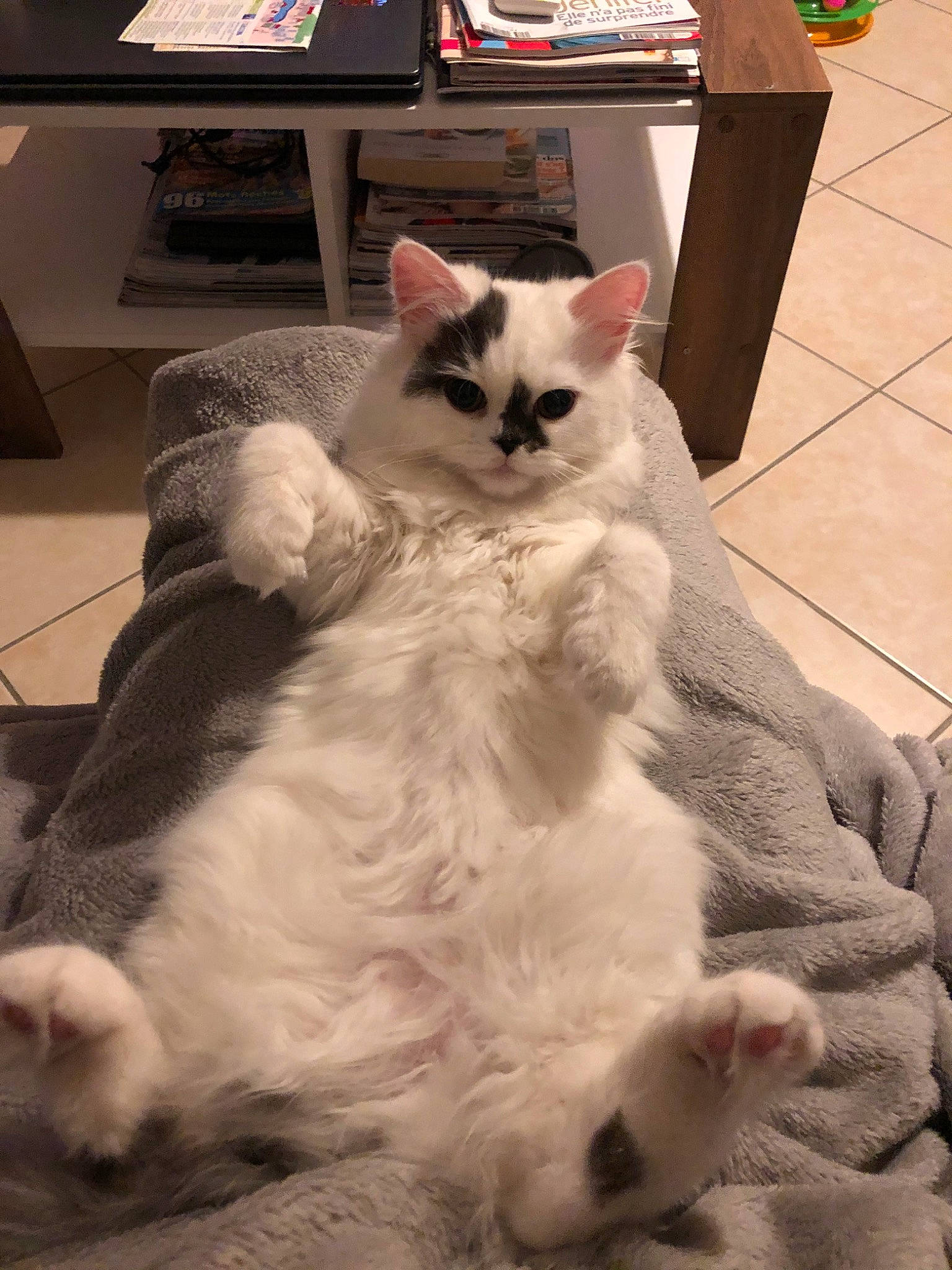 Nina a rejoint le concours — aidez-le/la à gagner de superbes lots ! american_curl, asian, carnivore, cat, domestic_long_haired_cat, ear, eye, felidae, fur, kitten, mammal, paw, ragamuffin, ragdoll, small_to_medium_sized_cats, snout, tail, turkish_angora, turkish_van, whiskers