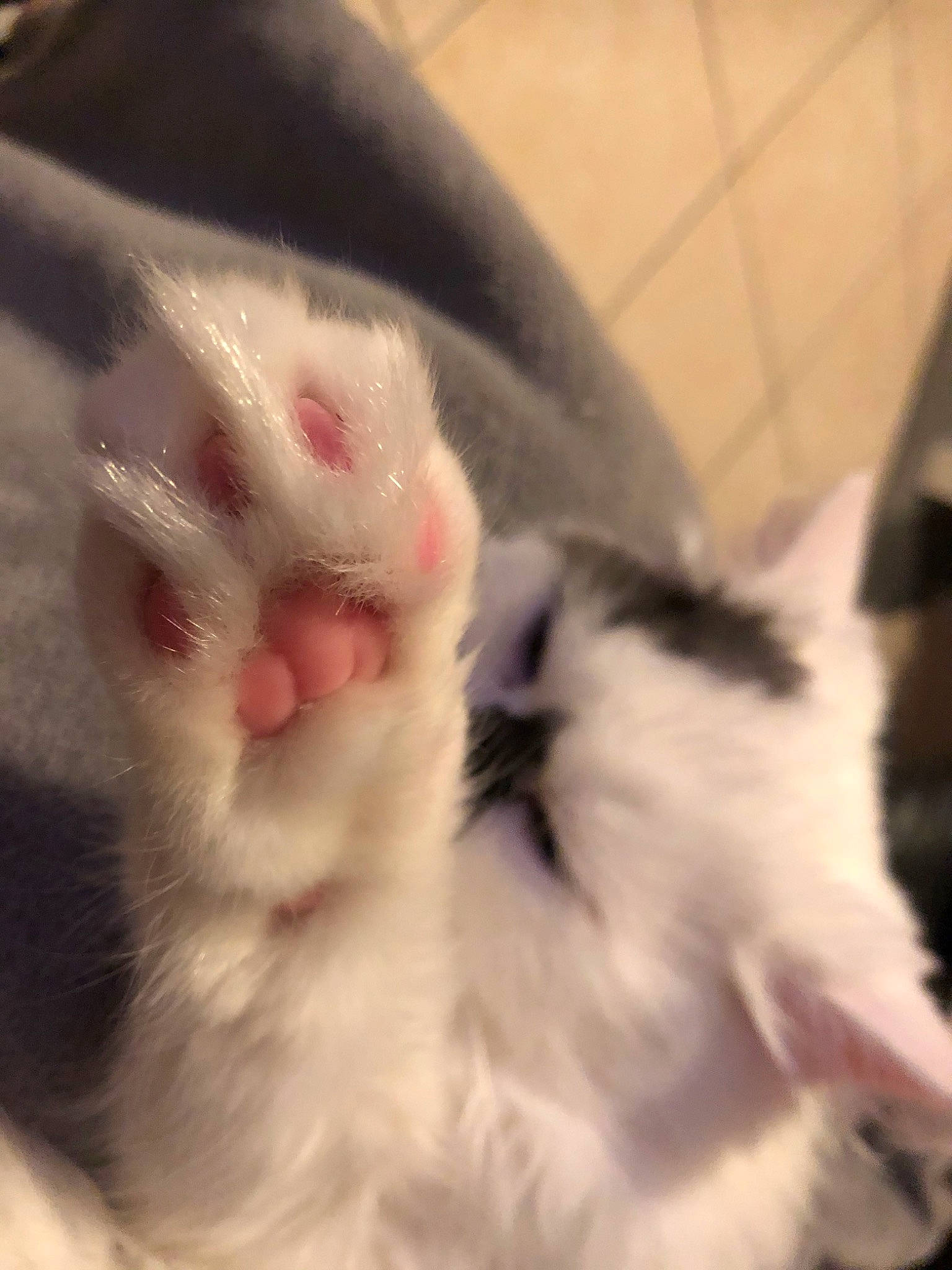 Nina participe au concours pour gagner de l'argent avec cette photo : carnivore, cat, ear, fawn, felidae, fur, kitten, nose, paw, polydactyl_cat, small_to_medium_sized_cats, snout, tail, turkish_angora, turkish_van, whiskers