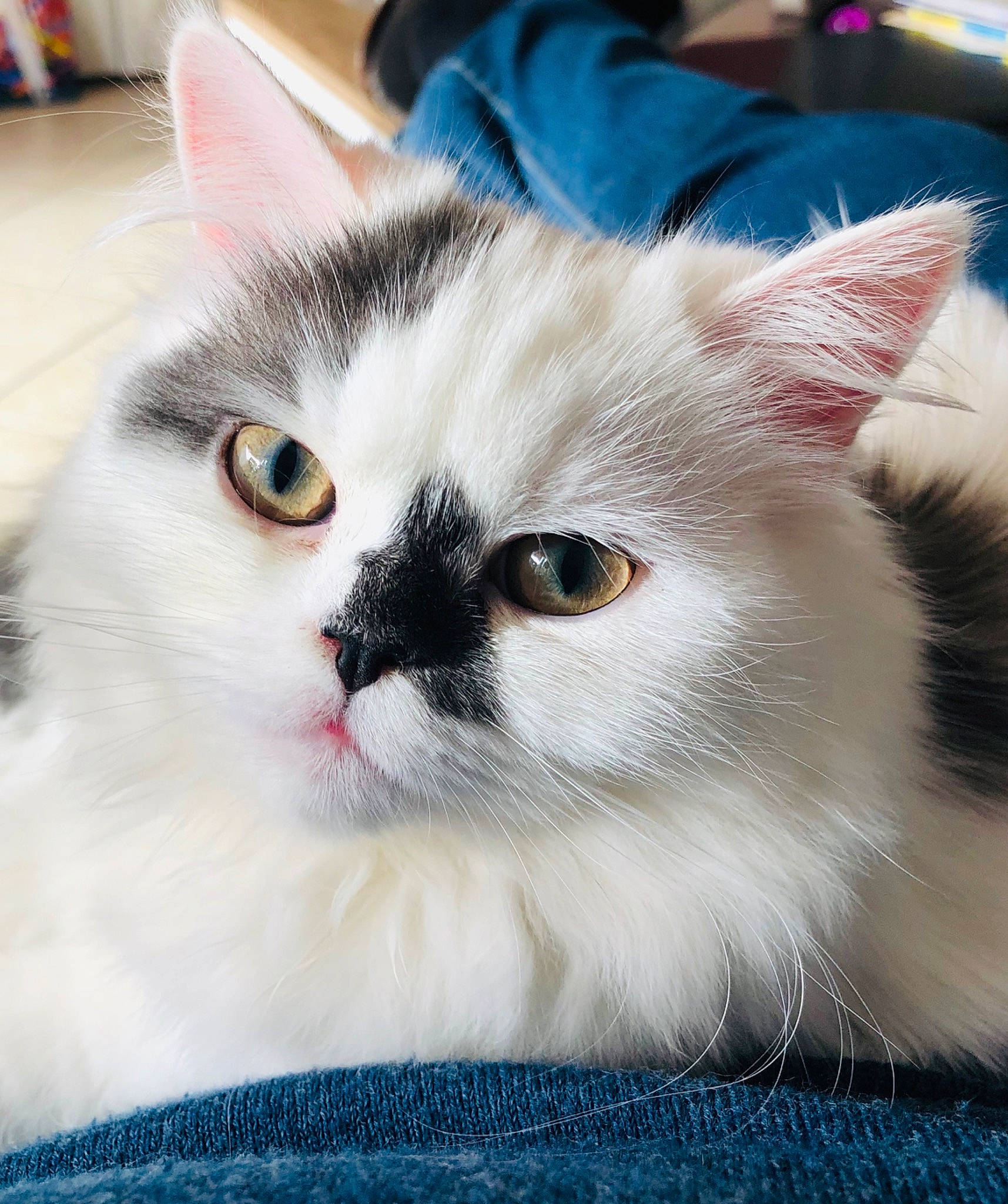 Nina a rejoint le concours — aidez-le/la à gagner de superbes lots ! asian, asian_semi_longhair, british_semi_longhair, carnivore, cat, domestic_long_haired_cat, eye, felidae, fur, kitten, mammal, persian, ragamuffin, ragdoll, small_to_medium_sized_cats, snout, turkish_angora, turkish_van, vertebrate, whiskers