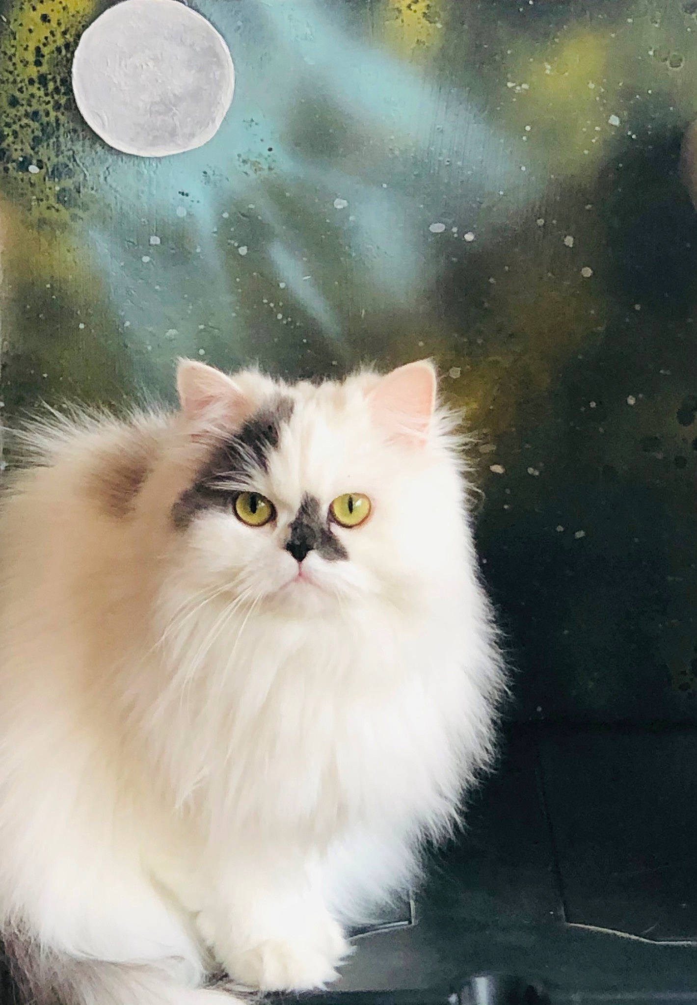 Nina a rejoint le concours — aidez-le/la à gagner de superbes lots ! art, astronomical_object, british_longhair, carnivore, cat, fawn, felidae, fur, moon, persian, sky, small_to_medium_sized_cats, snout, tail, terrestrial_animal, whiskers