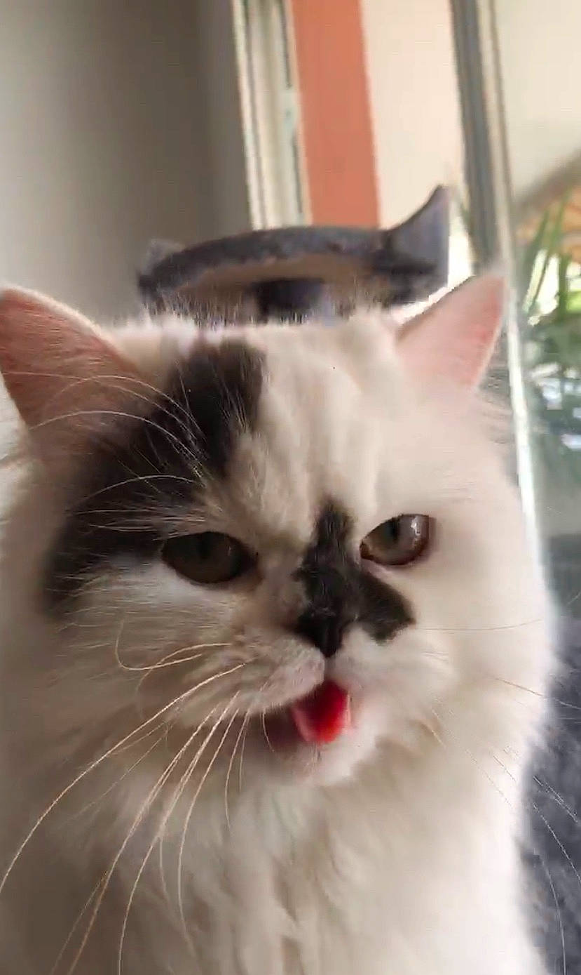 Nina a rejoint le concours — aidez-le/la à gagner de superbes lots ! asian, asian_semi_longhair, birman, british_semi_longhair, carnivore, cat, domestic_long_haired_cat, eye, felidae, fur, himalayan, iris, mammal, nose, persian, ragdoll, small_to_medium_sized_cats, snout, vertebrate, whiskers