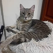 Misha participe au concours pour gagner de l'argent avec cette photo : cat, tabby, gray_cat, feline, pet, indoor, fluffy_bed, relaxed, animal, fur, whiskers, ears, paws, resting, cute, domestic_cat, household, cozy, sleeping_area, calm