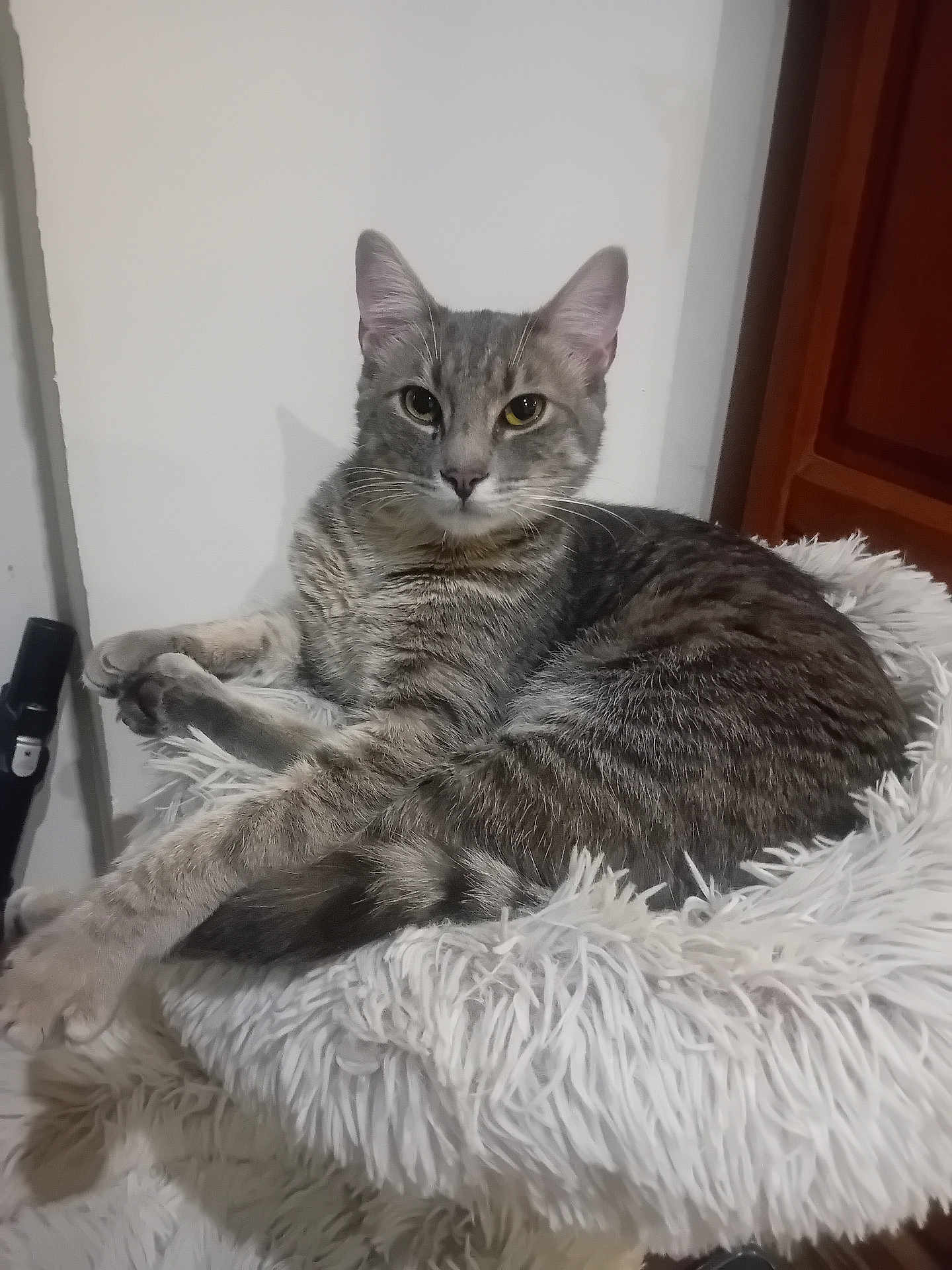 Misha participe au concours pour gagner de l'argent avec cette photo : cat, tabby, gray_cat, feline, pet, indoor, fluffy_bed, relaxed, animal, fur, whiskers, ears, paws, resting, cute, domestic_cat, household, cozy, sleeping_area, calm