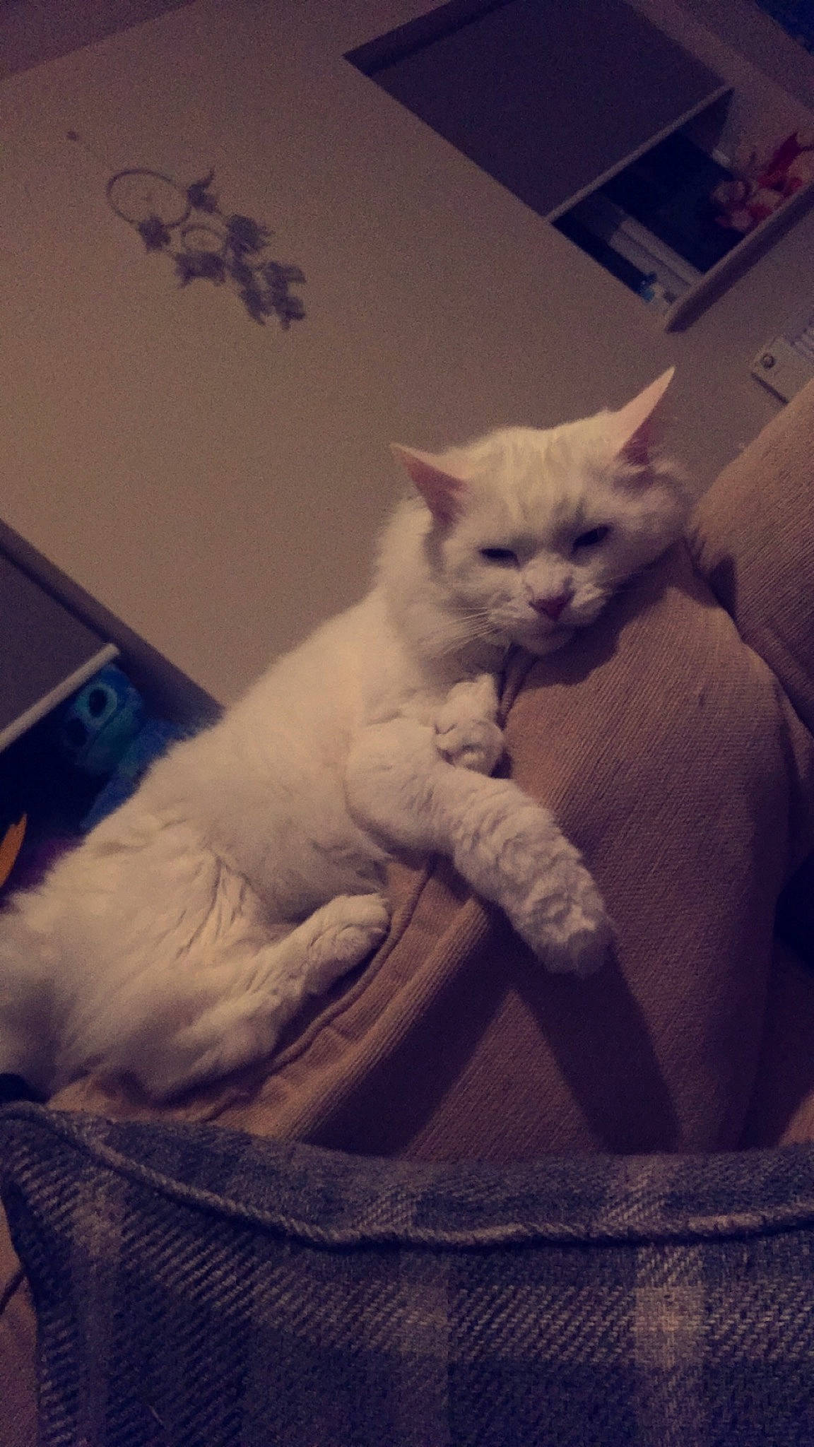 Gibbs joined the competition — help win amazing prizes! carnivore, cat, comfort, domestic_short_haired_cat, felidae, fur, paw, rectangle, sitting, small_to_medium_sized_cats, snout, square, tail, whiskers, window