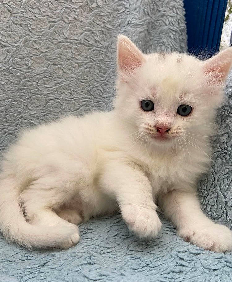 Gibbs is registered to the contest to win money with this photo: carnivore, cat, claw, comfort, domestic_short_haired_cat, fawn, felidae, fur, paw, small_to_medium_sized_cats, snout, tail, terrestrial_animal, vehicle_registration_plate, whiskers