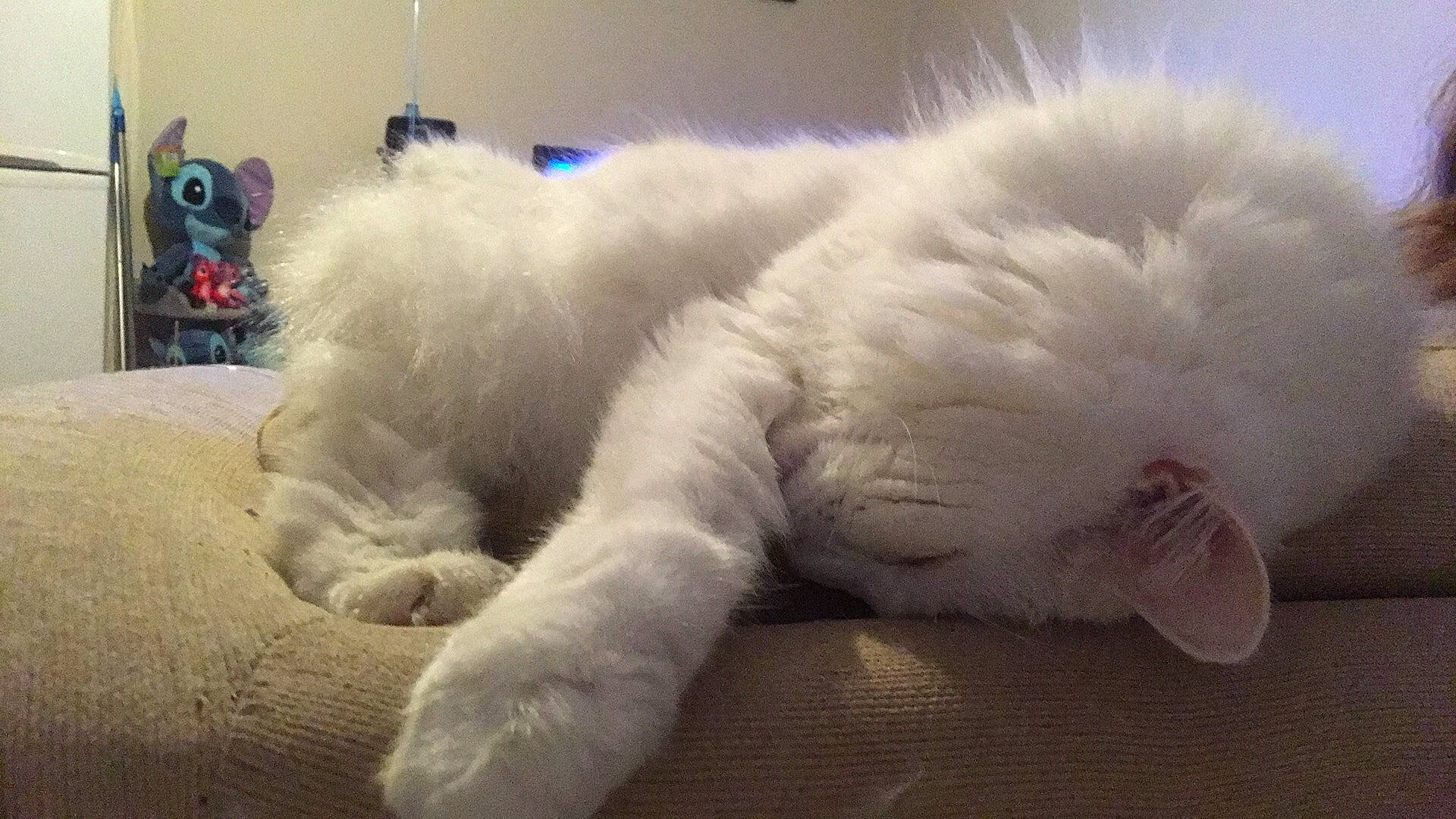 Gibbs is registered to the contest to win money with this photo: cat, claw, comfort, event, felidae, flooring, fur, natural_material, paw, ragdoll, small_to_medium_sized_cats, snout, tail, terrestrial_animal, whiskers