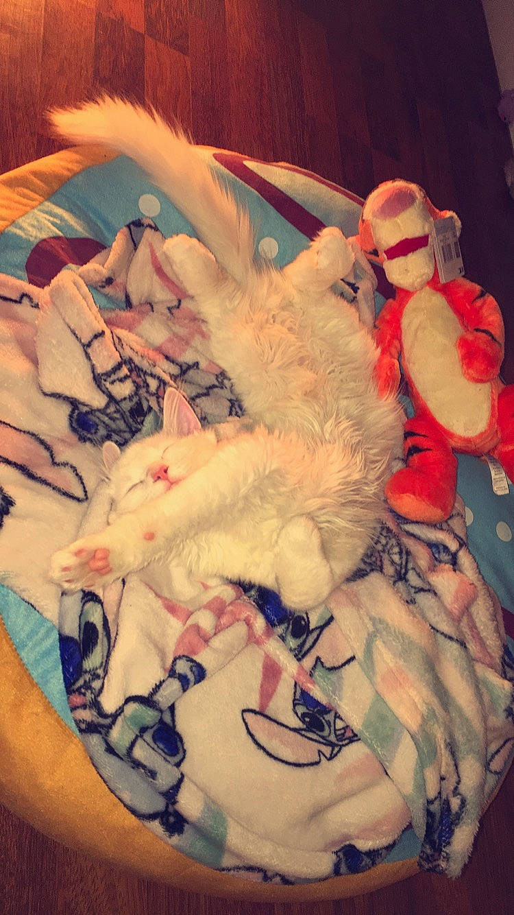 Gibbs joined the competition — help win amazing prizes! art, carmine, cloud, comfort, event, felidae, flesh, fur, meteorological_phenomenon, pattern, selfie, sky, sleeve, stuffed_toy, t_shirt, tail, temporary_tattoo, tints_and_shades, toy, visual_arts