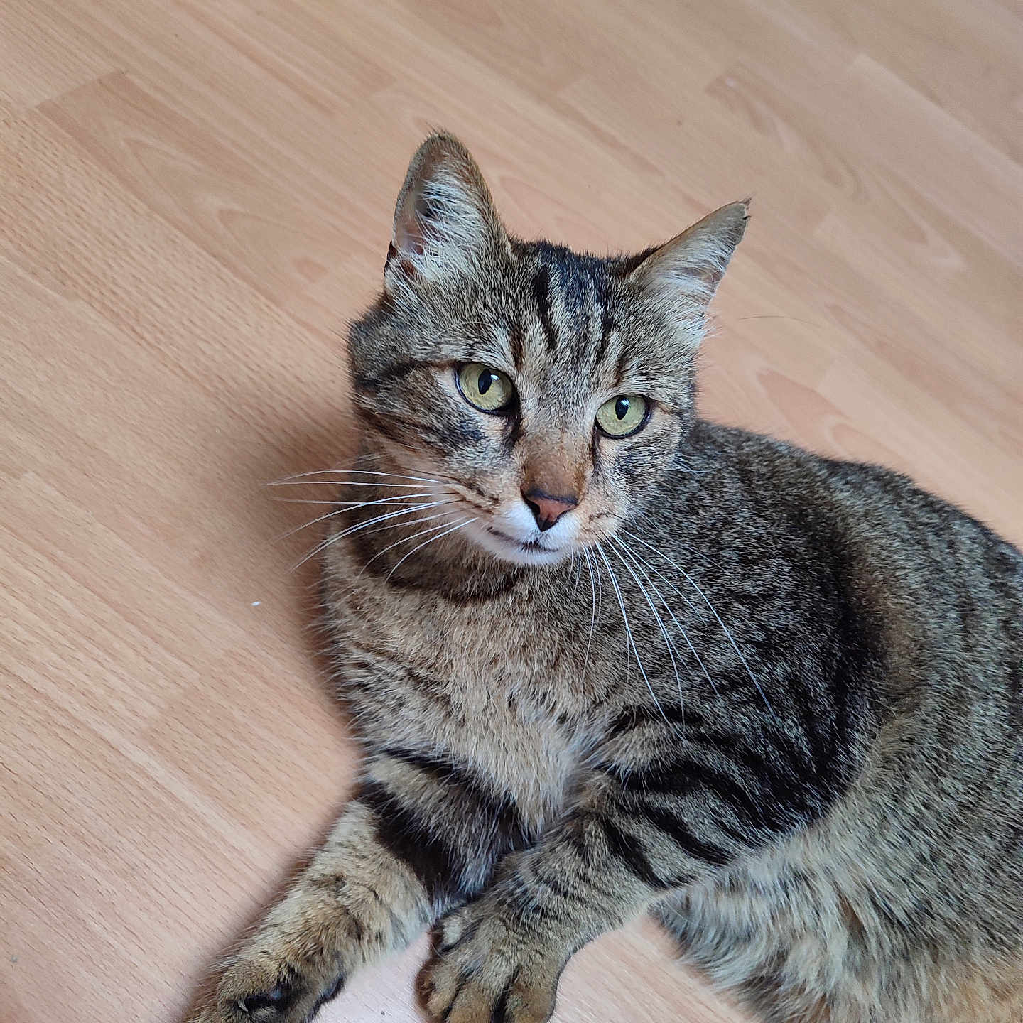 Tysi participe au concours pour gagner de l'argent avec cette photo : abyssinian, animal, cat, hardwood, indoors, interiordesign, kitten, manx, pet, plywood, wood