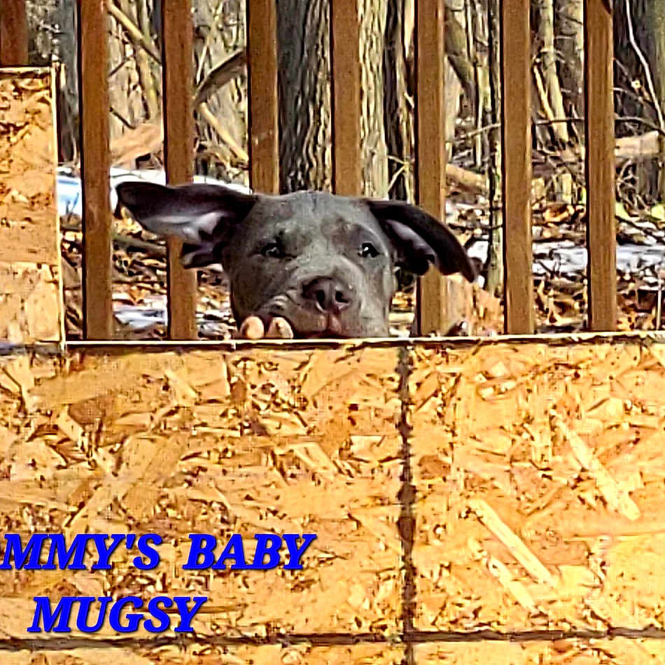Mugsy