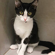 Aston participe au concours pour gagner de l'argent avec cette photo : cat, kitten, black_and_white, whiskers, curious, alert, sitting, tail, paw, indoor, pet, feline, cute, young, animal, fur, yellow_eyes, corner, soft_light, portrait