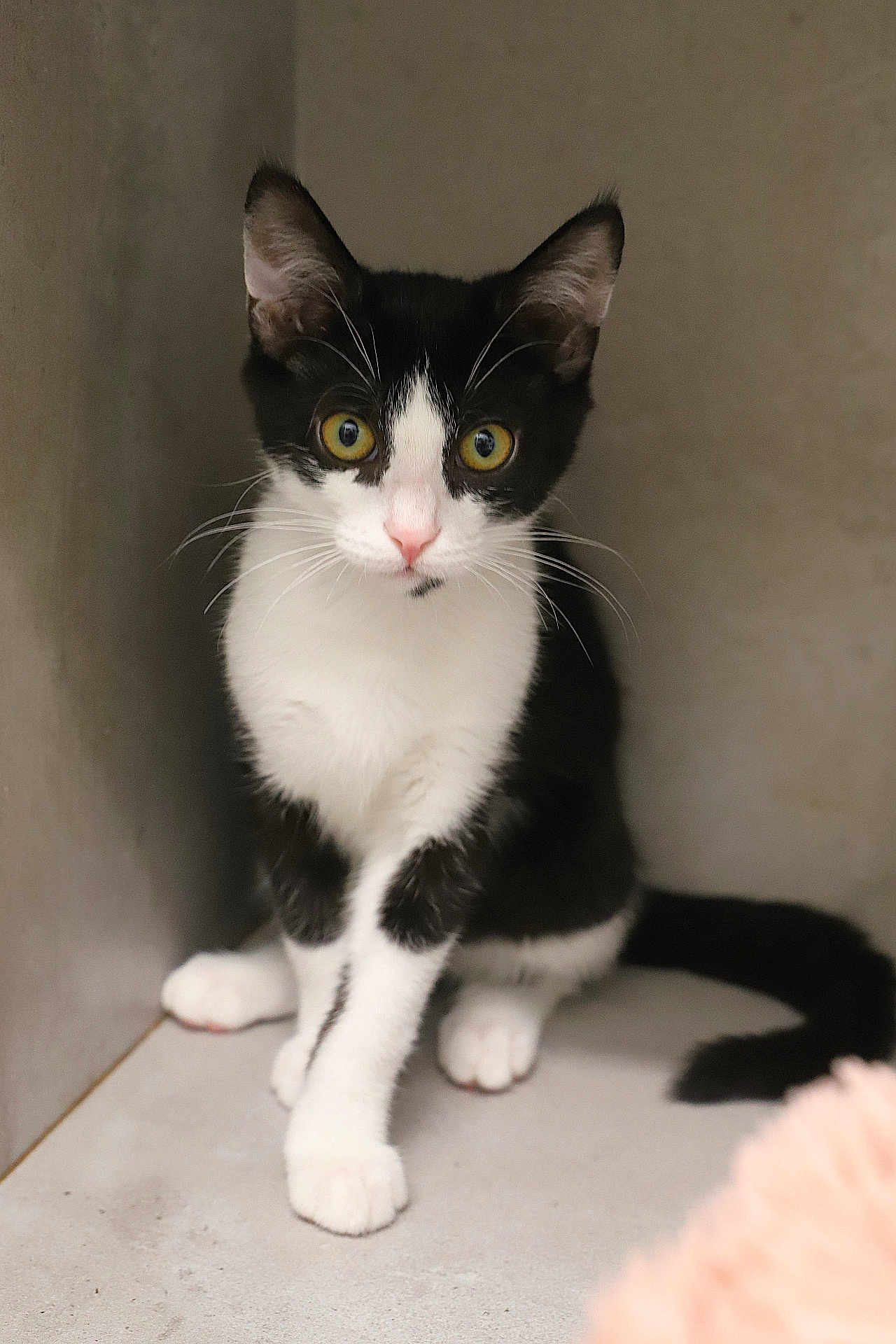 Aston participe au concours pour gagner de l'argent avec cette photo : cat, kitten, black_and_white, whiskers, curious, alert, sitting, tail, paw, indoor, pet, feline, cute, young, animal, fur, yellow_eyes, corner, soft_light, portrait
