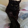 black_cat, cat, pet, animal, feline, bed, blanket, paws, stretching, indoor, resting, cute, fur, whiskers, relaxed, sleepy, domestic_cat, closeup, portrait, cozy