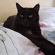 Toscane a rejoint le concours — aidez-le/la à gagner de superbes lots ! cat, black_cat, pet, feline, bed, bedding, indoor, animal, mammal, whiskers, paw, relaxed, resting, fur, yellow_eyes, stretching, cute, domestic_cat, sleepy, household