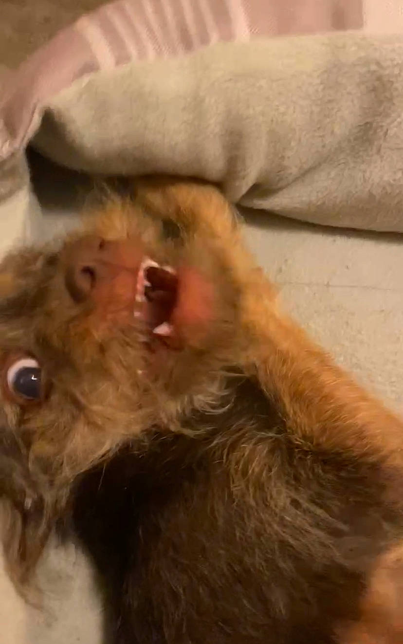 Brownie joined the competition — help win amazing prizes! canidae, carnivore, claw, companion_dog, dog_breed, ear, fawn, felidae, fur, liver, paw, small_to_medium_sized_cats, snout, sporting_group, terrestrial_animal, whiskers