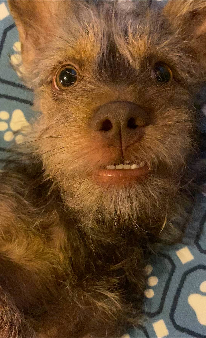 Brownie joined the competition — help win amazing prizes! carnivore, fur, liver, natural_material, snout, terrestrial_animal, whiskers, wildlife