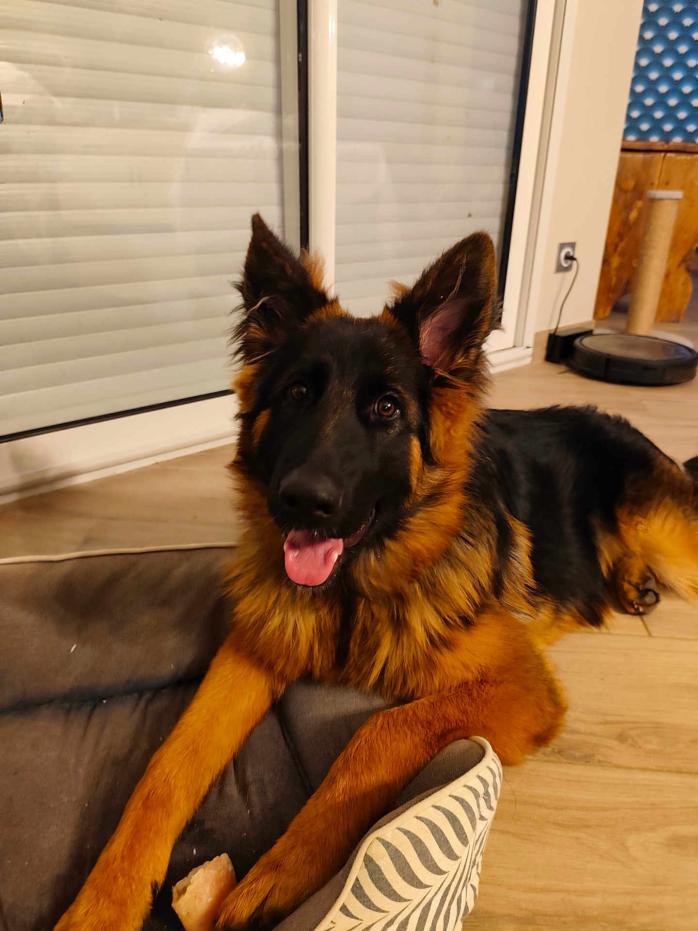 Appy a rejoint le concours — aidez-le/la à gagner de superbes lots ! animal, black, bone, brown, canine, dog, dog_bed, ears, floor, furry, german_shepherd, happy, home, indoor, laying_down, pet, robot_vacuum, scratching_post, tongue_out, window