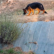 Appy a rejoint le concours — aidez-le/la à gagner de superbes lots ! animal, black, brown, collar, concrete, curious, daytime, dog, dry_grass, exploration, german_shepherd, grass, nature, outdoor, puppy, slope, sniffing, sunlight, walking, young_dog