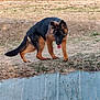 Appy a rejoint le concours — aidez-le/la à gagner de superbes lots ! animal, black, brown, canine, curious, daytime, dirt, dog, field, german_shepherd, grass, nature, outdoor, pet, puppy, side_view, standing, tongue_out, vegetation, young