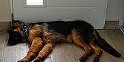 Appy a rejoint le concours — aidez-le/la à gagner de superbes lots ! animal, black, brown, calm, collar, cute, dog, door, fur, german_shepherd, house, indoors, lying_down, pet, puppy, quiet, resting, sleeping, window, wooden_floor