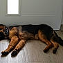 animal, black, brown, calm, collar, cute, dog, door, fur, german_shepherd, house, indoors, lying_down, pet, puppy, quiet, resting, sleeping, window, wooden_floor