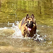 Banja is registered to the contest to win money with this photo: dog, german_shepherd, water, splashing, tongue_out, outdoor, nature, river, rocks, playful, canine, animal, pet, fur, ears, wet, running, summer, sunlight, happy