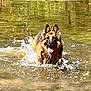 dog, german_shepherd, water, splashing, tongue_out, outdoor, nature, river, rocks, playful, canine, animal, pet, fur, ears, wet, running, summer, sunlight, happy