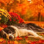 dog, border_collie, autumn, fall_leaves, pumpkin, flowers, yellow_flowers, red_flowers, grass, outdoor, nature, seasonal, peaceful, lying_down, black_and_white, leaf_litter, tree, blurred_background, warm_light, scenic