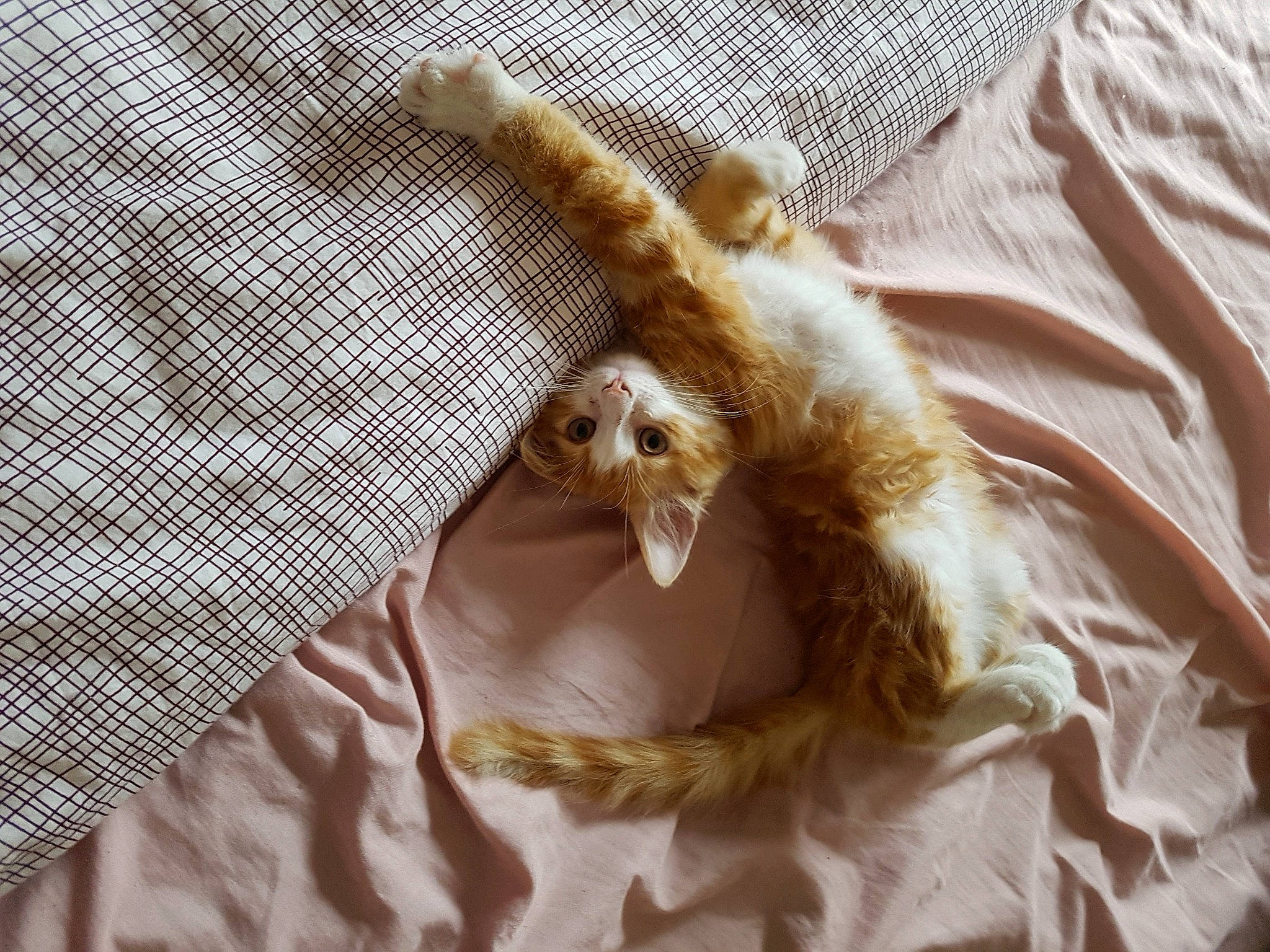 Spartacus a rejoint le concours — aidez-le/la à gagner de superbes lots ! cat, claw, fawn, fur