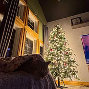 Cheeto joined the competition — help win amazing prizes! cat, blanket, couch, christmas_tree, lights, window, curtains, wooden_frame, television, living_room, decorations, ornaments, holiday, cozy, indoor, resting, pet, furniture, home, night