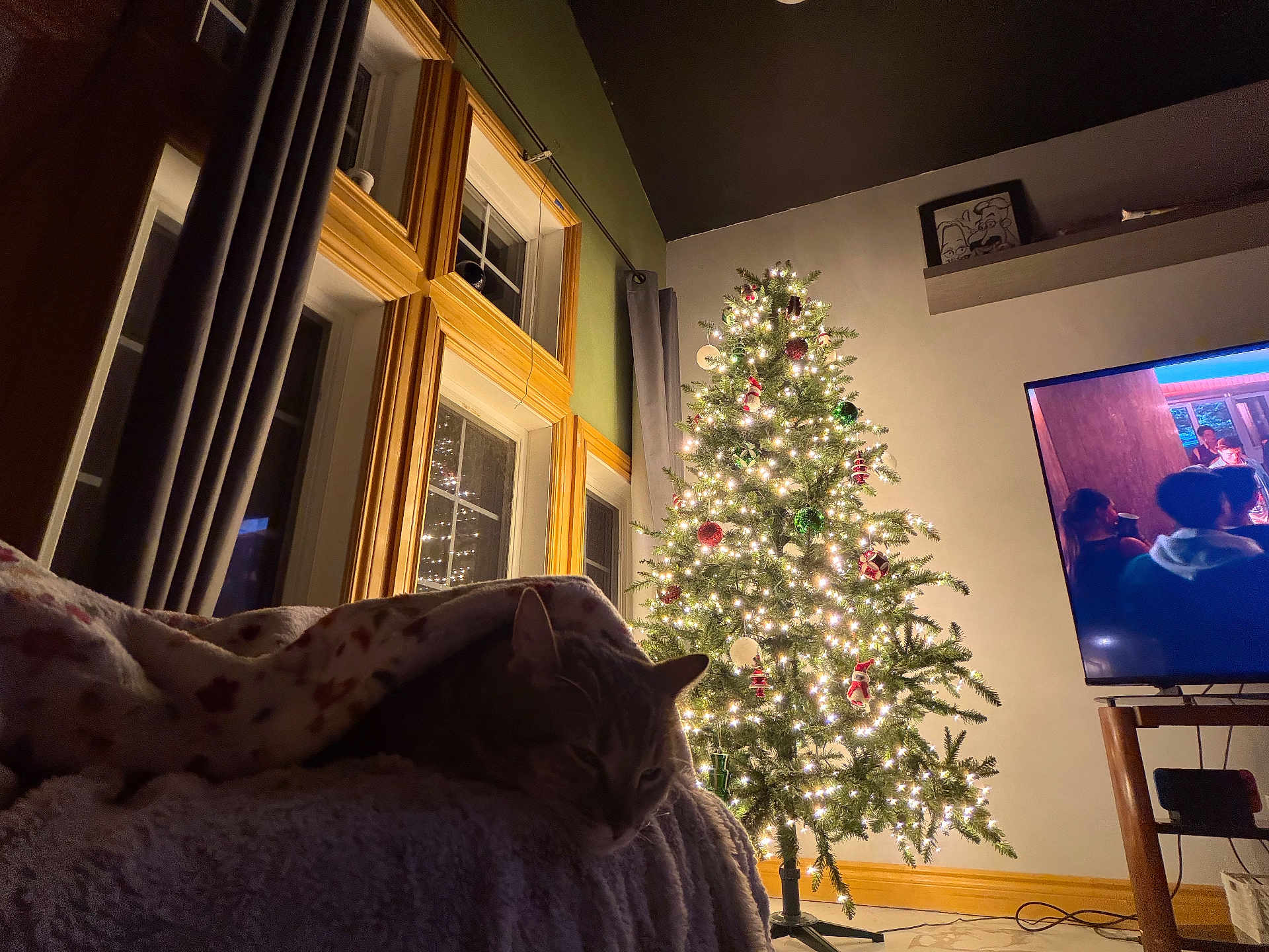 Cheeto joined the competition — help win amazing prizes! cat, blanket, couch, christmas_tree, lights, window, curtains, wooden_frame, television, living_room, decorations, ornaments, holiday, cozy, indoor, resting, pet, furniture, home, night
