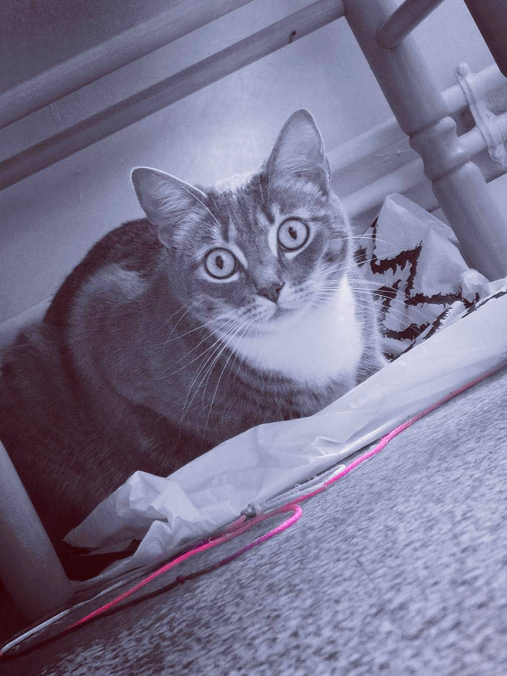 Nyx a rejoint le concours — aidez-le/la à gagner de superbes lots ! box, carnivore, cat, comfort, couch, domestic_short_haired_cat, door, felidae, fur, grey, monochrome, monochrome_photography, paw, room, sitting, small_to_medium_sized_cats, snout, tail, whiskers, window