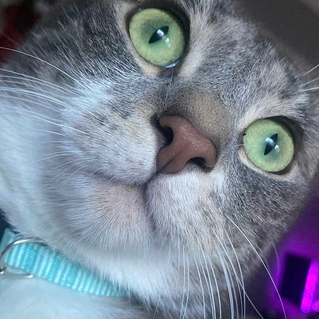 Muki