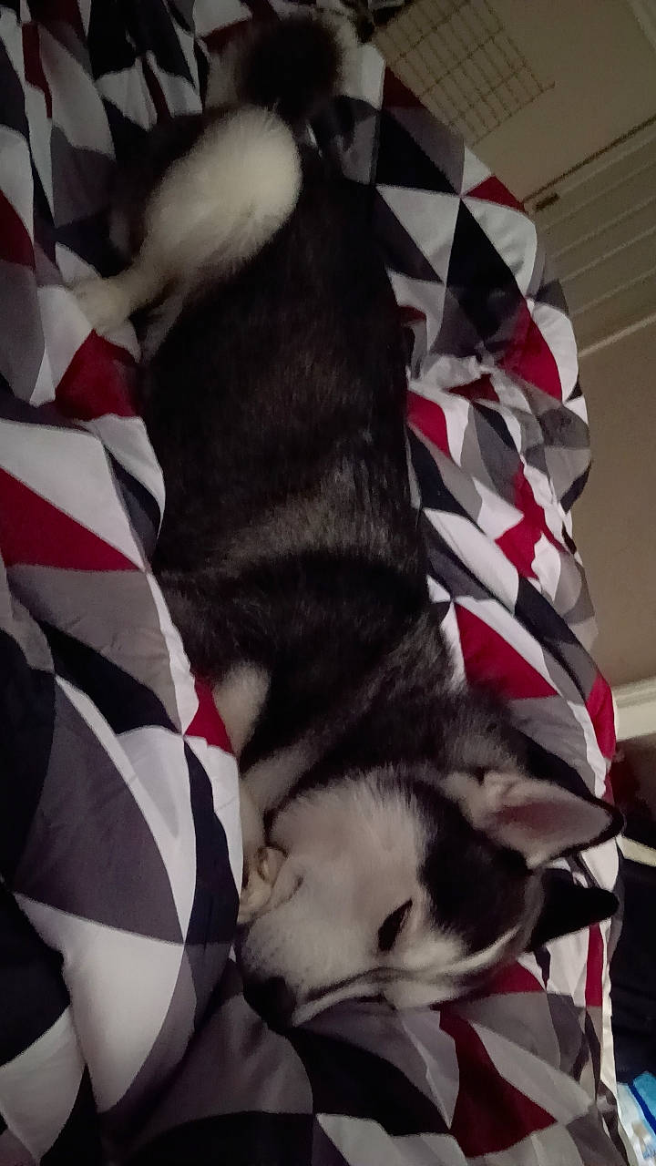 Zara is registered to the contest to win money with this photo: canidae, carmine, carnivore, cat, comfort, companion_dog, dog_breed, domestic_short_haired_cat, felidae, fur, linens, nap, pattern, paw, small_to_medium_sized_cats, sporting_group, tail, textile, whiskers