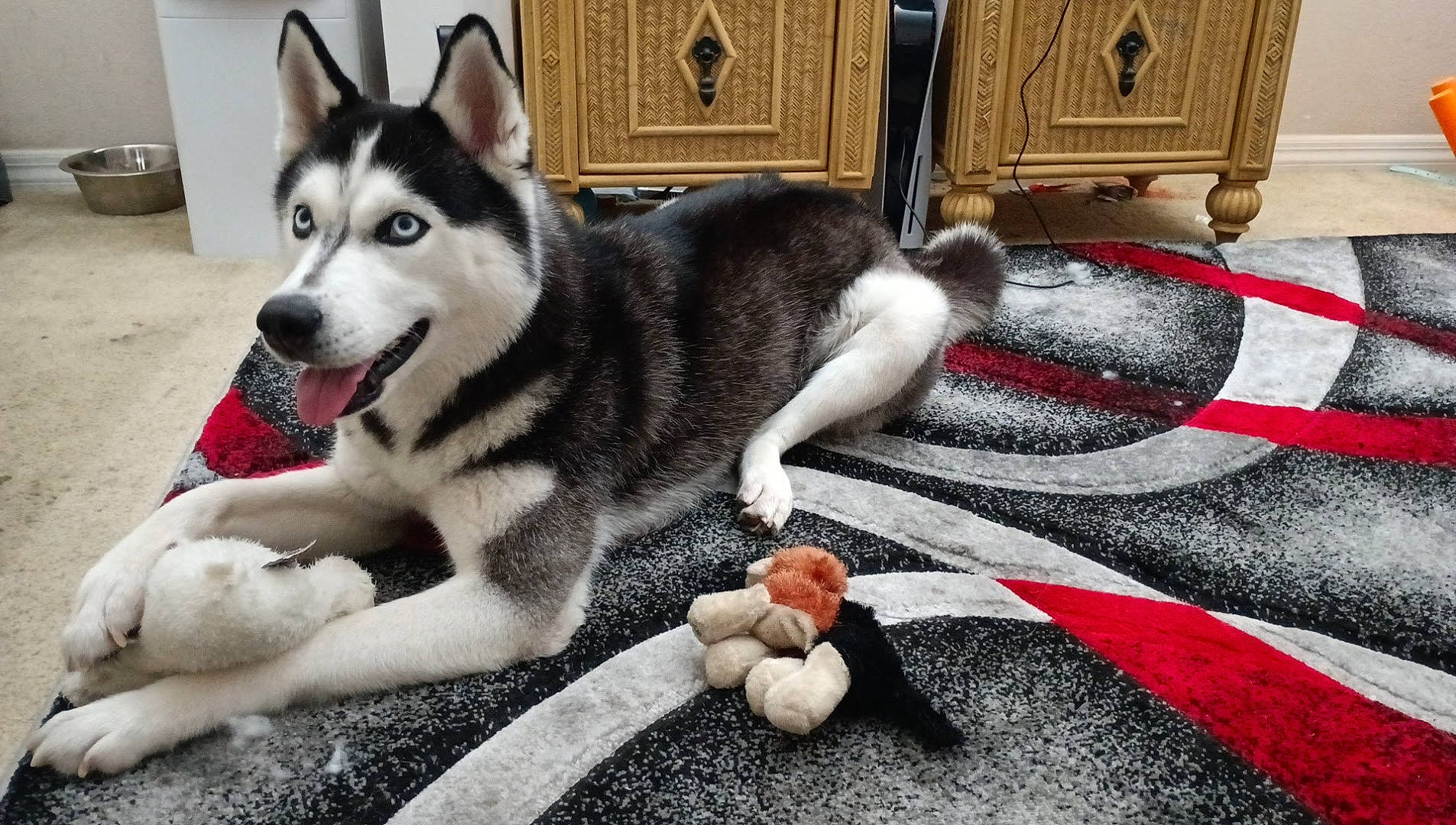 Zara is registered to the contest to win money with this photo: canidae, canis, carmine, carnivore, comfort, companion_dog, dog, dog_breed, flooring, fur, grey, paw, siberian_husky, sled_dog, snout, sporting_group, tail, terrestrial_animal, working_animal, working_dog
