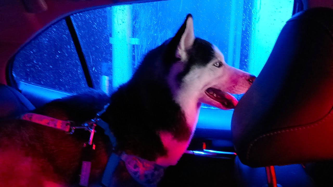 Zara is registered to the contest to win money with this photo: canidae, canis, carnivore, dog, dog_breed, dog_supply, electric_blue, event, fang, fawn, fur, magenta, non_sporting_group, pet_supply, sled_dog, snout, sporting_group, vehicle_door, wolf, working_dog