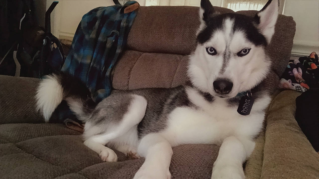 Zara joined the competition — help win amazing prizes! ancient_dog_breeds, canidae, canis, carnivore, comfort, companion_dog, couch, dog, dog_breed, flooring, fur, non_sporting_group, paw, siberian_husky, sled_dog, snout, sporting_group, terrestrial_animal, working_animal, working_dog